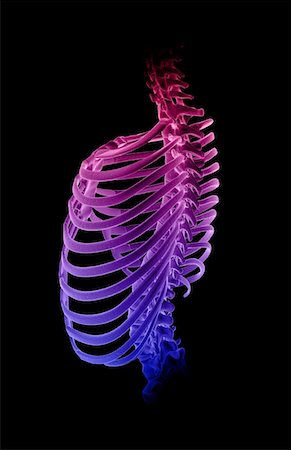 side view ribs anatomy - The thorax Stock Photo - Premium Royalty-Free, Code: 671-02097815