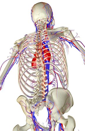 simsearch:671-02095911,k - The blood supply of the upper body Fotografie stock - Premium Royalty-Free, Codice: 671-02097825