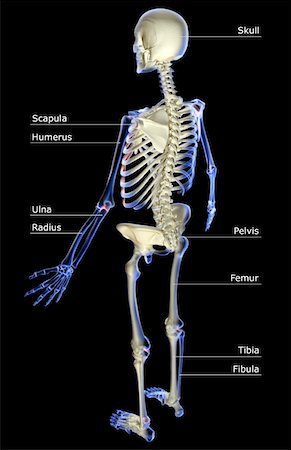 simsearch:671-02101509,k - The skeletal system Stock Photo - Premium Royalty-Free, Code: 671-02097829