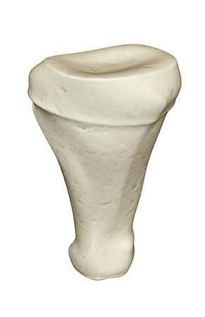 proximal phalanx - The bones of the finger Stock Photo - Premium Royalty-Free, Code: 671-02097821