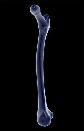 The femur Foto de stock - Sin royalties Premium, Código: 671-02097869