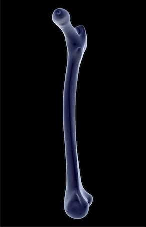 The femur Stock Photo - Premium Royalty-Free, Code: 671-02097869