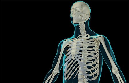 rib cage three quarter view - The bones of the upper body Stock Photo - Premium Royalty-Free, Code: 671-02097872