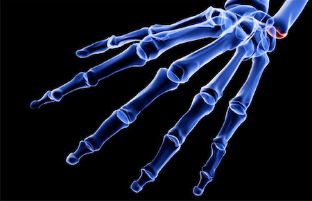 simsearch:671-02101509,k - The bones of the hand Stock Photo - Premium Royalty-Free, Code: 671-02097884