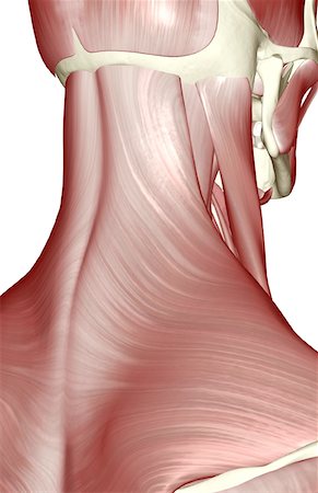 The muscles of the neck Foto de stock - Sin royalties Premium, Código: 671-02097885