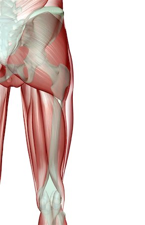 pelvis muscles - The musculoskeleton of the hip and lower limb Foto de stock - Sin royalties Premium, Código: 671-02097888