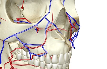 facial vessels - The blood supply of the face Stock Photo - Premium Royalty-Free, Code: 671-02097880