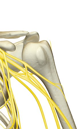 front of shoulder nerve anatomy - The nerves of the shoulder Stock Photo - Premium Royalty-Free, Code: 671-02097904