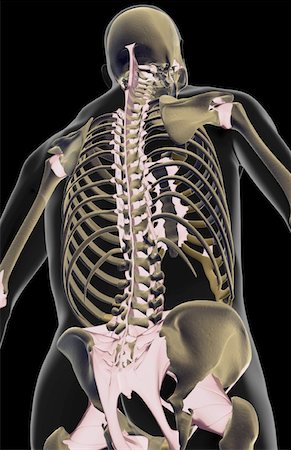 simsearch:671-02101009,k - Les ligaments du haut du corps Photographie de stock - Premium Libres de Droits, Code: 671-02097905