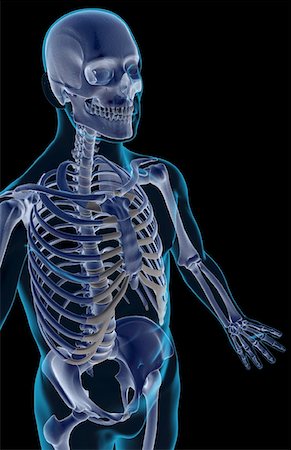 simsearch:671-02099555,k - The bones of the upper body Fotografie stock - Premium Royalty-Free, Codice: 671-02097908
