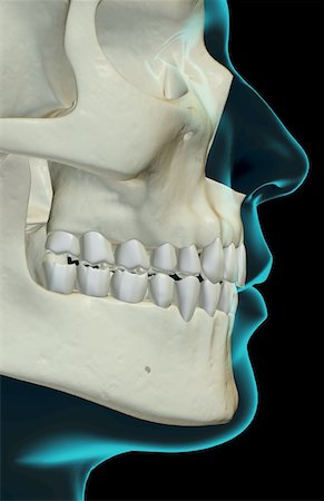 simsearch:671-02098853,k - The bones of the jaw Foto de stock - Sin royalties Premium, Código: 671-02097902