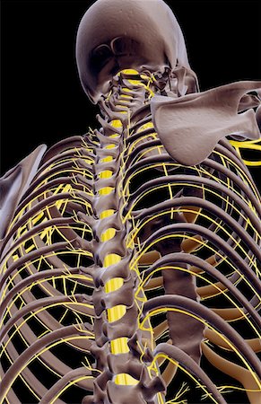 simsearch:671-02096698,k - The nerves of the upper body Stock Photo - Premium Royalty-Free, Code: 671-02097903