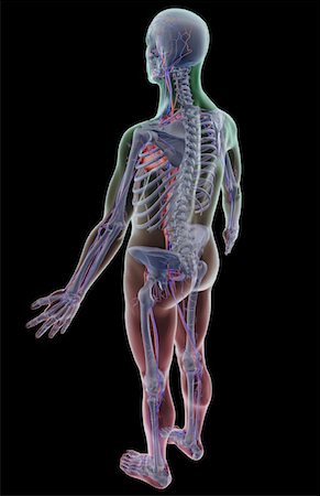 simsearch:671-02099555,k - The vascular system Fotografie stock - Premium Royalty-Free, Codice: 671-02097914