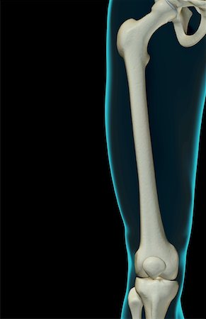 simsearch:671-02098853,k - The bones of the thigh Foto de stock - Sin royalties Premium, Código: 671-02097916