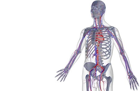 simsearch:671-02097409,k - The blood supply of the upper body Foto de stock - Sin royalties Premium, Código: 671-02097925