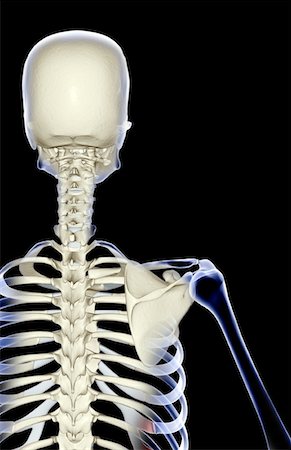 simsearch:671-02101509,k - The bones of the shoulder Stock Photo - Premium Royalty-Free, Code: 671-02097928
