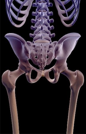 simsearch:671-02098509,k - The bones of the pelvis Foto de stock - Sin royalties Premium, Código: 671-02097932