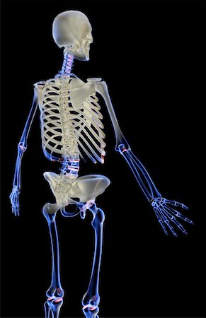 simsearch:671-02101509,k - The bones of the upper body Stock Photo - Premium Royalty-Free, Code: 671-02097947