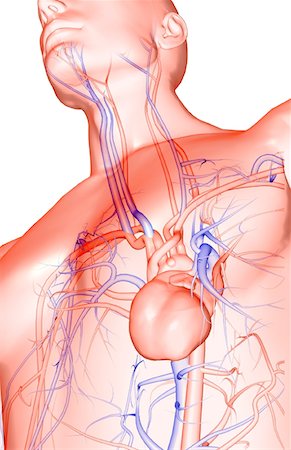The heart and its major blood vessels Stock Photo - Premium Royalty-Free, Code: 671-02097949
