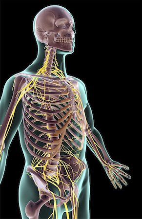 simsearch:671-02092292,k - The nerves of the upper body Stock Photo - Premium Royalty-Free, Code: 671-02097941