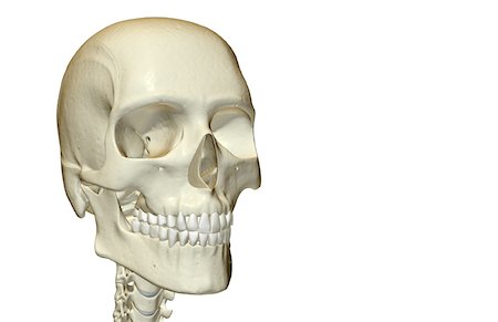 The bones of the head and face Stock Photo - Premium Royalty-Free, Code: 671-02097956