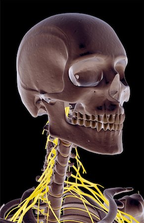 simsearch:671-02098304,k - The nerves of the neck Stock Photo - Premium Royalty-Free, Code: 671-02097962