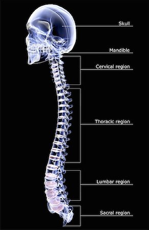 The vertebral column Foto de stock - Sin royalties Premium, Código: 671-02097970