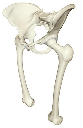 skeleton profile - The bones of the lower limb Stock Photo - Premium Royalty-Free, Code: 671-02097986