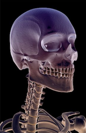 simsearch:671-02098620,k - The bones of the head, neck and face Fotografie stock - Premium Royalty-Free, Codice: 671-02098004