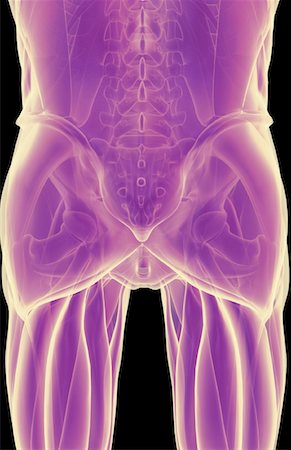 pelvis muscles - The muscles of the pelvis Foto de stock - Sin royalties Premium, Código: 671-02098000
