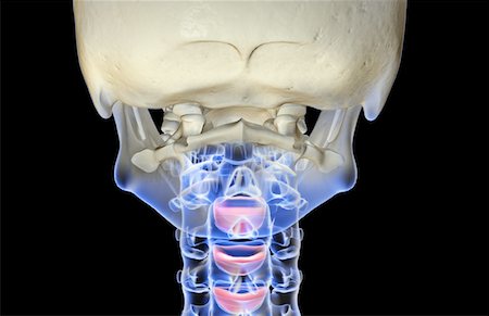skeleton close up of neck - The bones of the neck Stock Photo - Premium Royalty-Free, Code: 671-02098014