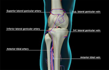 simsearch:671-02099179,k - The blood supply of the knee Stock Photo - Premium Royalty-Free, Code: 671-02098018