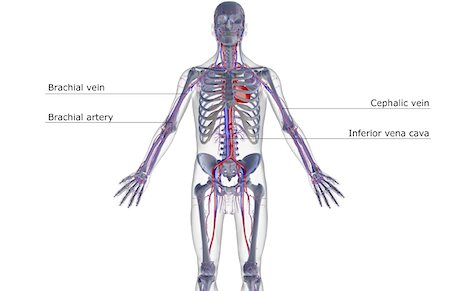 simsearch:671-02097409,k - The blood supply of the upper body Foto de stock - Sin royalties Premium, Código: 671-02098024