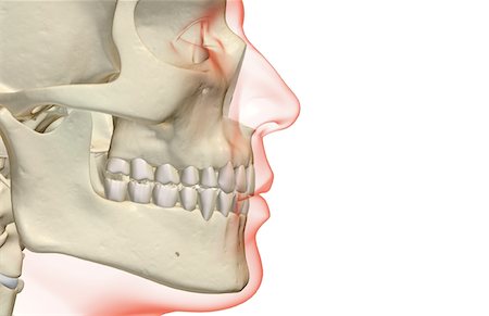 The bones of the jaw Stock Photo - Premium Royalty-Free, Code: 671-02098020