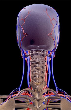 simsearch:671-02096554,k - The blood supply of the head and neck Fotografie stock - Premium Royalty-Free, Codice: 671-02098023