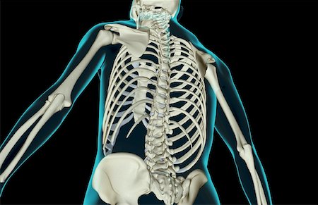 simsearch:671-02101659,k - The bones of the upper body Foto de stock - Royalty Free Premium, Número: 671-02098035