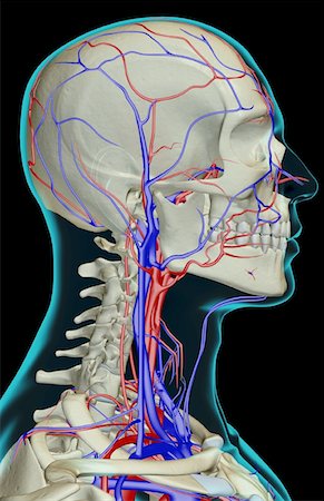 simsearch:671-02096554,k - The blood supply of the head, neck and face Fotografie stock - Premium Royalty-Free, Codice: 671-02098037