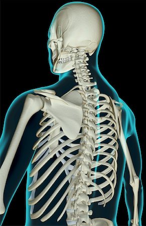 simsearch:671-02098853,k - The bones of the upper body Foto de stock - Sin royalties Premium, Código: 671-02098065
