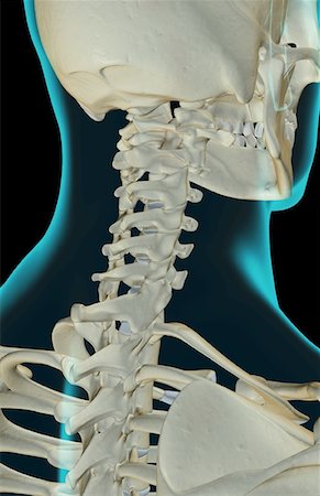 simsearch:671-02101659,k - The bones of the neck Foto de stock - Royalty Free Premium, Número: 671-02098066