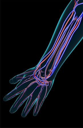 simsearch:671-02099179,k - The blood supply of the forearm Stock Photo - Premium Royalty-Free, Code: 671-02098068