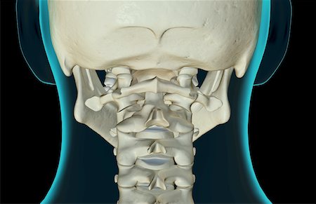 simsearch:671-02098620,k - The bones of the neck Fotografie stock - Premium Royalty-Free, Codice: 671-02098078