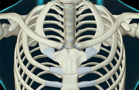 simsearch:671-02095586,k - The bones of the upper body Stock Photo - Premium Royalty-Free, Code: 671-02098072