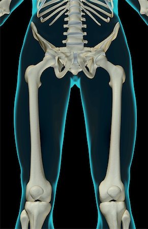 The bones of the lower limb Stock Photo - Premium Royalty-Free, Code: 671-02098084