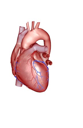 The coronary vessels of the heart Foto de stock - Sin royalties Premium, Código: 671-02098085