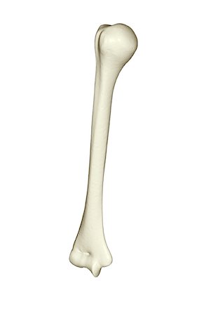 The humerus Foto de stock - Sin royalties Premium, Código: 671-02098097