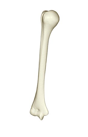 The humerus Foto de stock - Royalty Free Premium, Número: 671-02098097