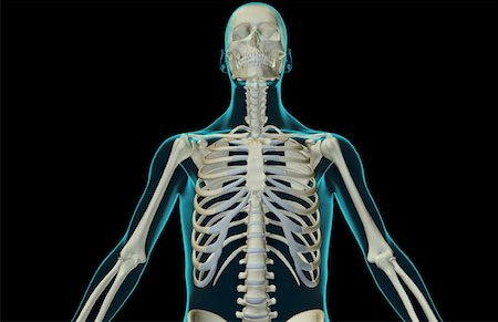 The bones of the upper body Stock Photo - Premium Royalty-Free, Code: 671-02098100