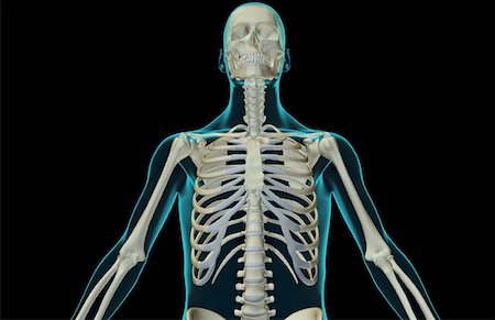 simsearch:671-02095632,k - The bones of the upper body Fotografie stock - Premium Royalty-Free, Codice: 671-02098100