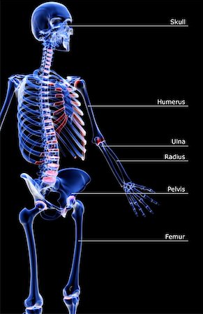 side view ribs anatomy - The bones of the upper body Stock Photo - Premium Royalty-Free, Code: 671-02098114