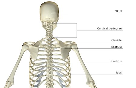 spine anatomy back view - The bones of the upper body Stock Photo - Premium Royalty-Free, Code: 671-02098111